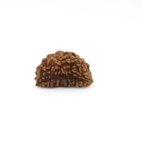 1 Mukhi Rudraksha 990682 1 695x695